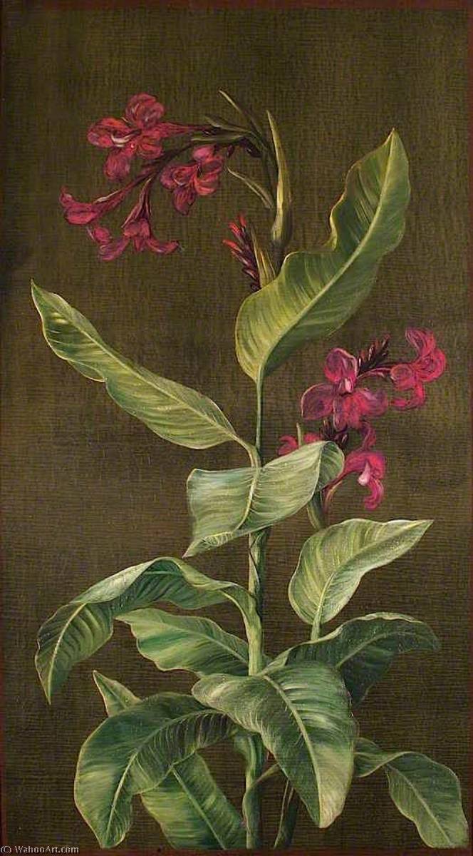 Eine Gartenart Der Indian Shot — Marianne North