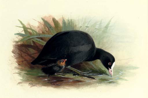 Coot, Fulica Atra — Archibald Thorburn
