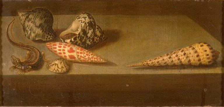 Lezard Coquillages — Balthasar Van Der Ast
