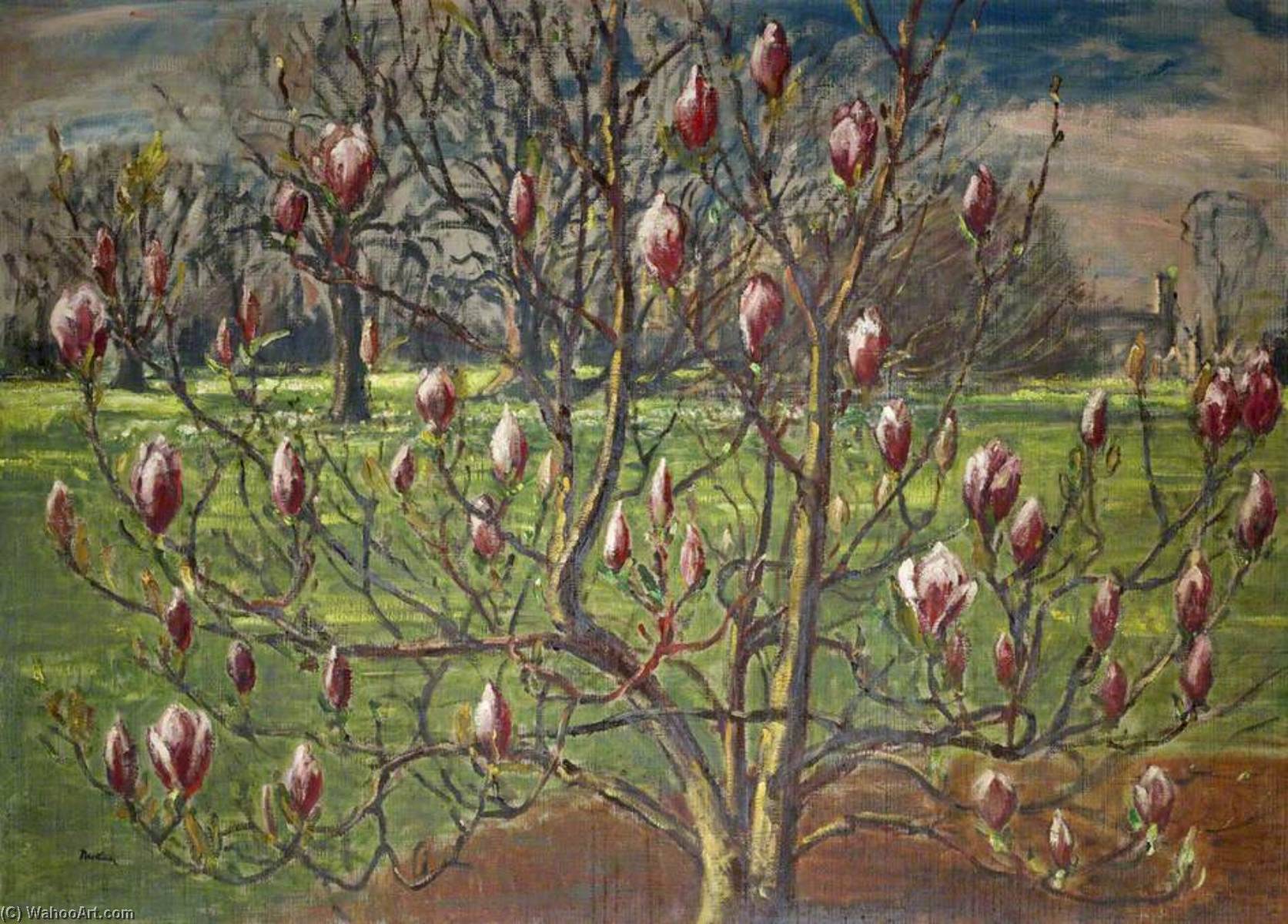 Magnolia Soulangiana At Corsham — Paul Ayshford Methuen