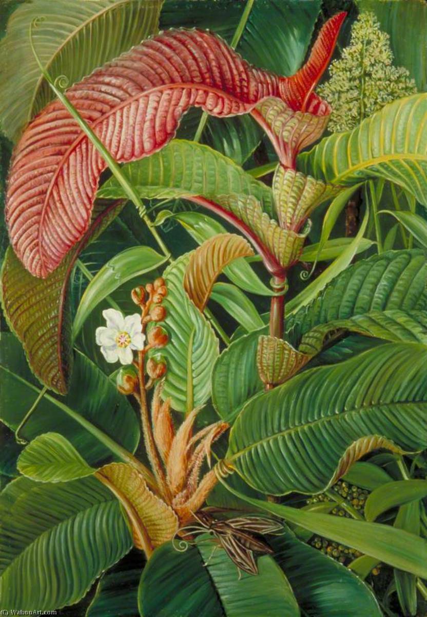 Wormia And Flagellaria In The Seychelles — Marijana Nort