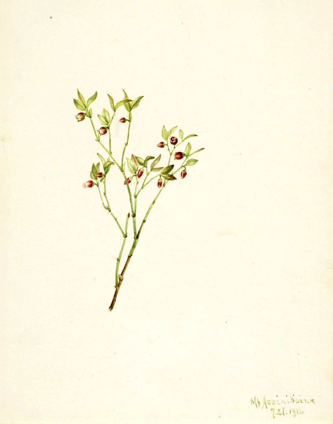Grouse Whortleberry (vaccinum Scoparium) — Mary Vaux Walcott