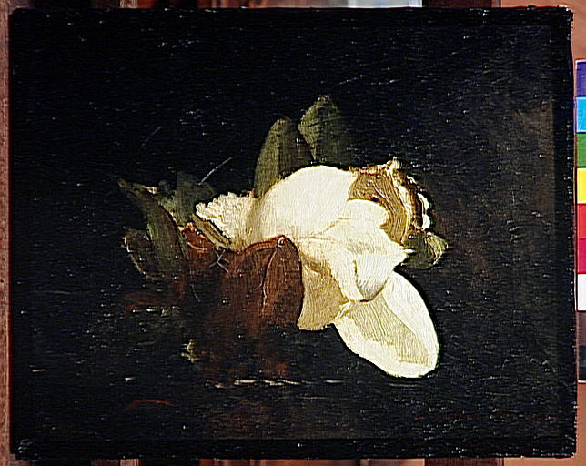 Magnolia — Море