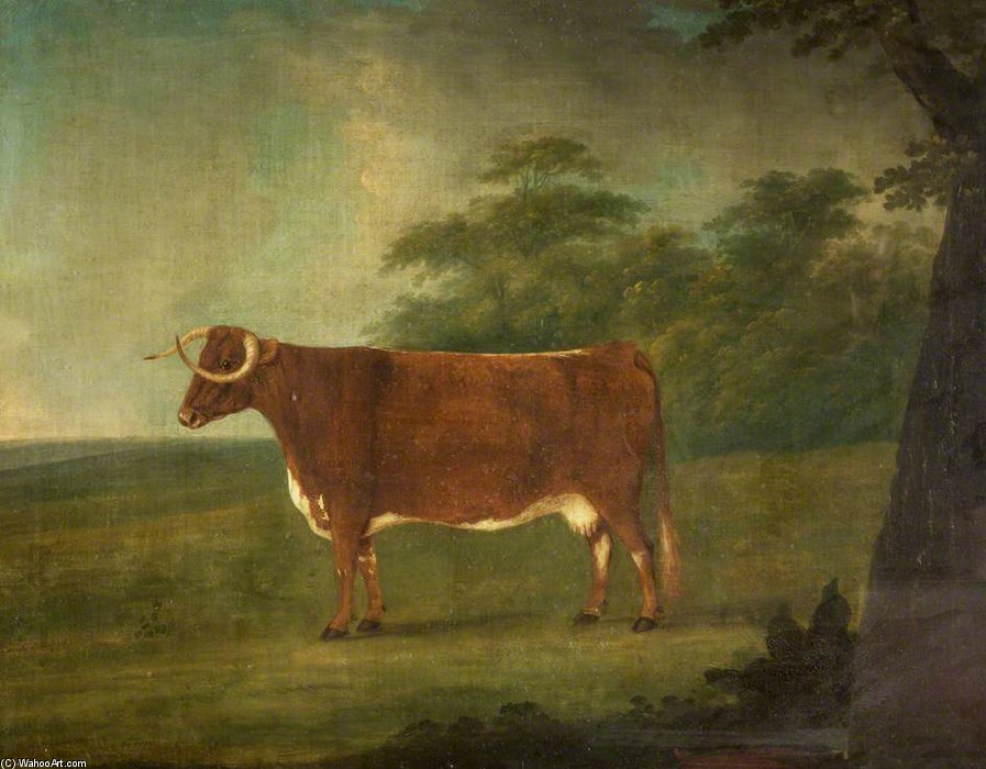 Longhorn-staffordshire Cross Heifer — John Nost Sartorius