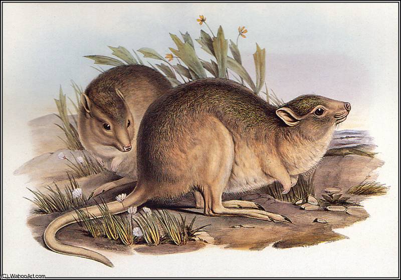 Desert Rat - Kangaroo — Иоанн Гуль
