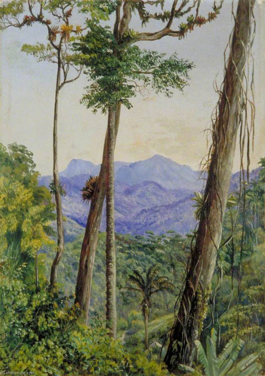 Blick Aus Dem Haus Von Herrn Weilhorn, Petrópolis, Brasilien — Marianne North