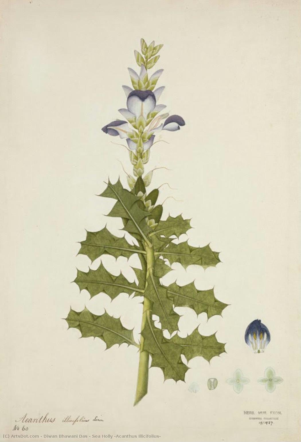 Sea Holly (acanthus Illicifolius) — Diwan Bhawani Das