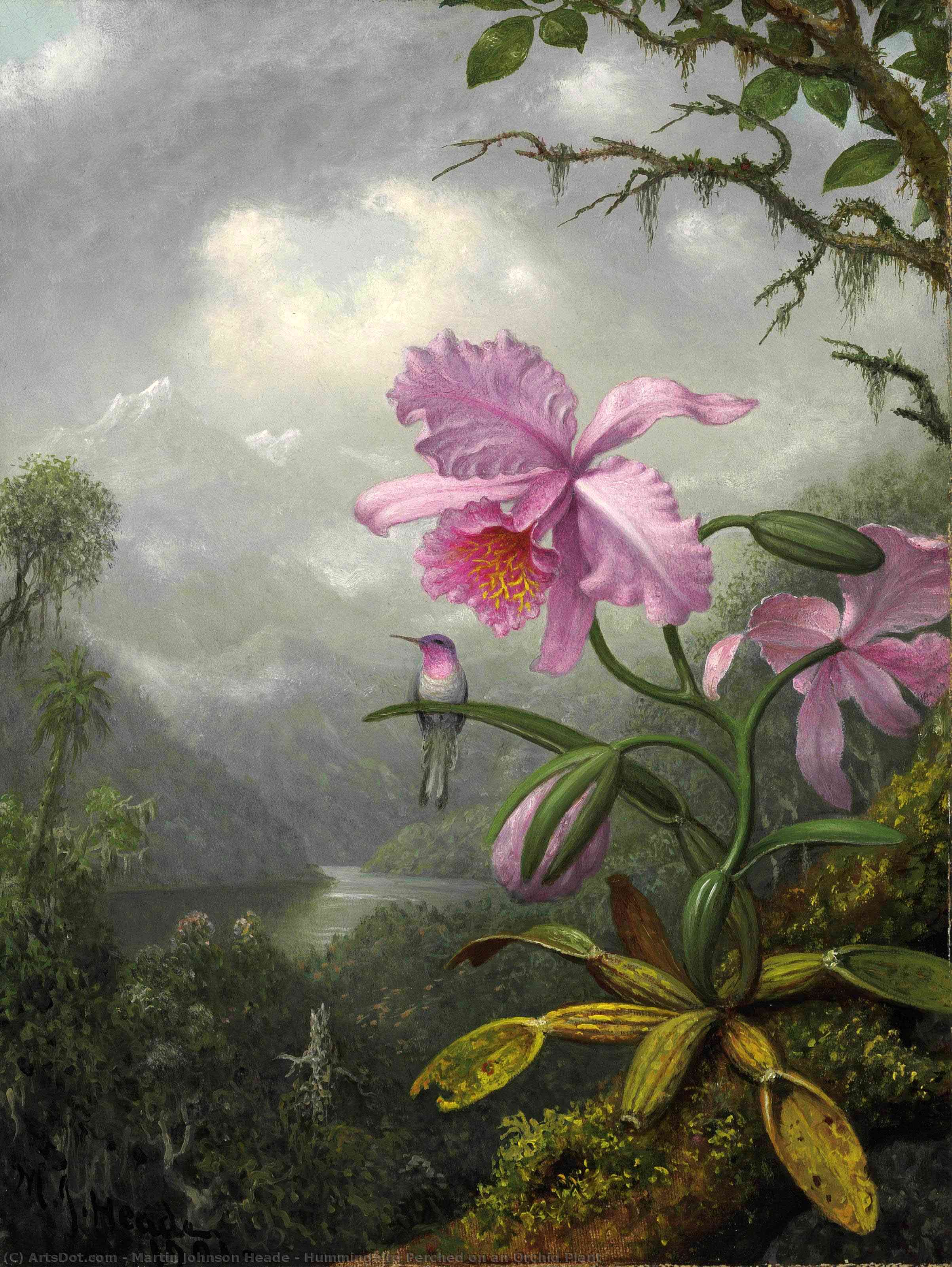 Hummingbird Perched On An Orchid Plant — Martin Johnson Heade