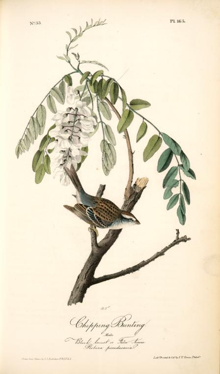 Chipping Bunting. Male. (black Locust Or False Acacia. Robina Pseudacacia) — John James Audubon