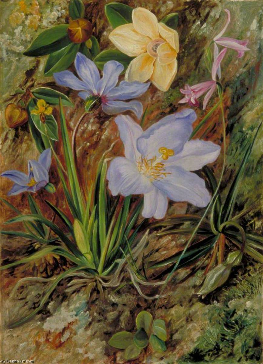 Brazilian Wild Flowers — Marianne North