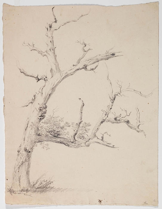 Study, Tree 10 — Thomas Cole