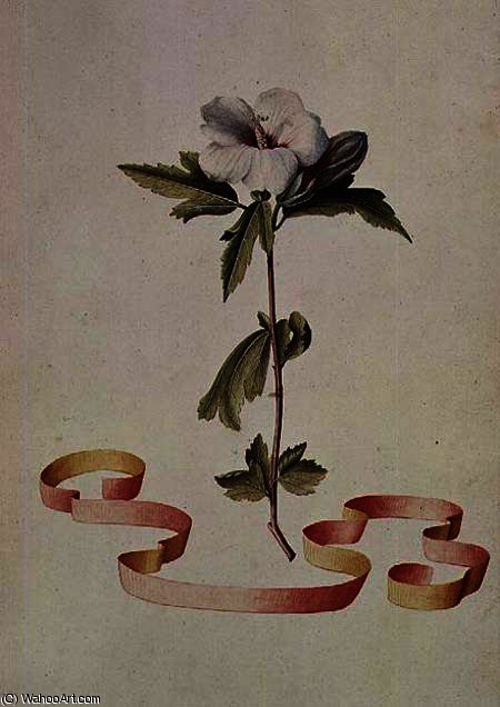 White Hibiscus — Georg Dionysius Ehret