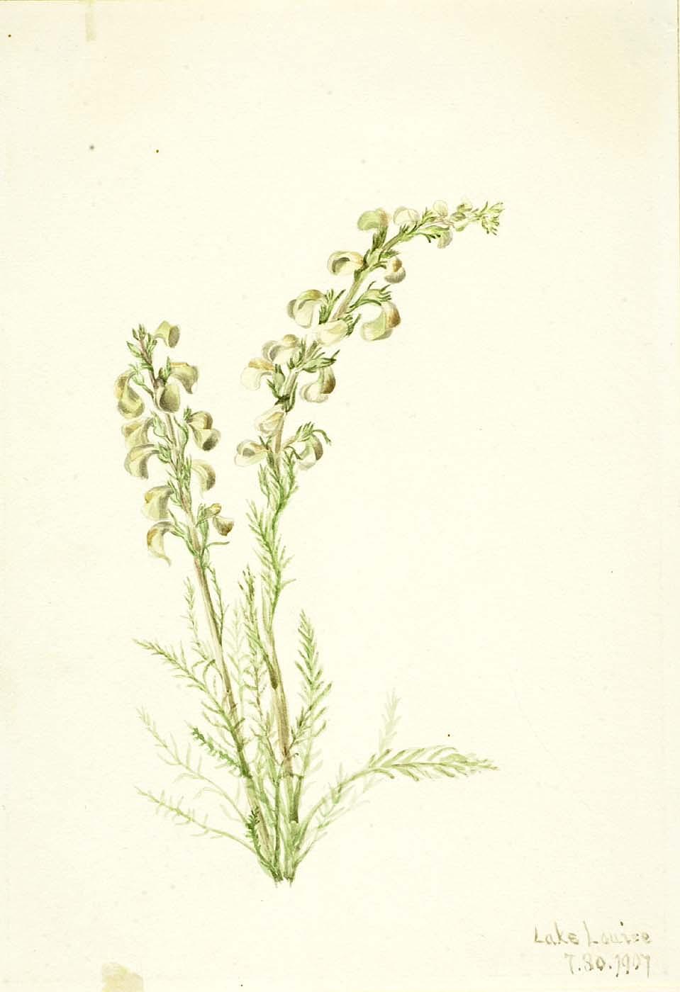 Alpine Fernlife (pedicularis Contorta) — Mary Morris Vaux Walcott