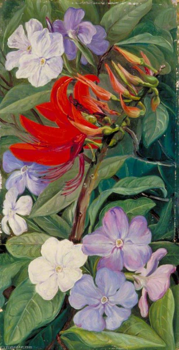 Blüten Eines Brasilianischen Korallenbaums Und Quecksilb-pflanze — Marianne North