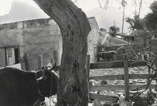 Tommasso Natale, Sicily — Thomas Roma
