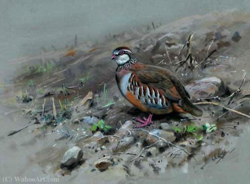 Red-legged Partridge — George Edward Lodge