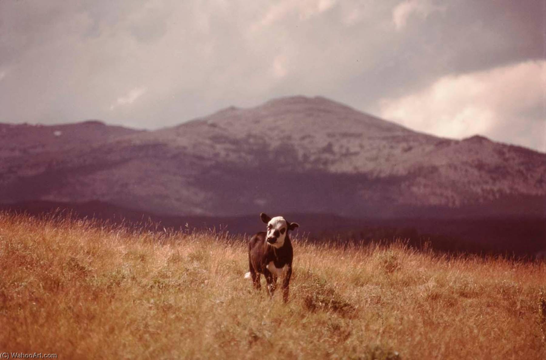 Dayton Rancher, From The Wyoming Documentary Survey Project — Penny Diane Wolin