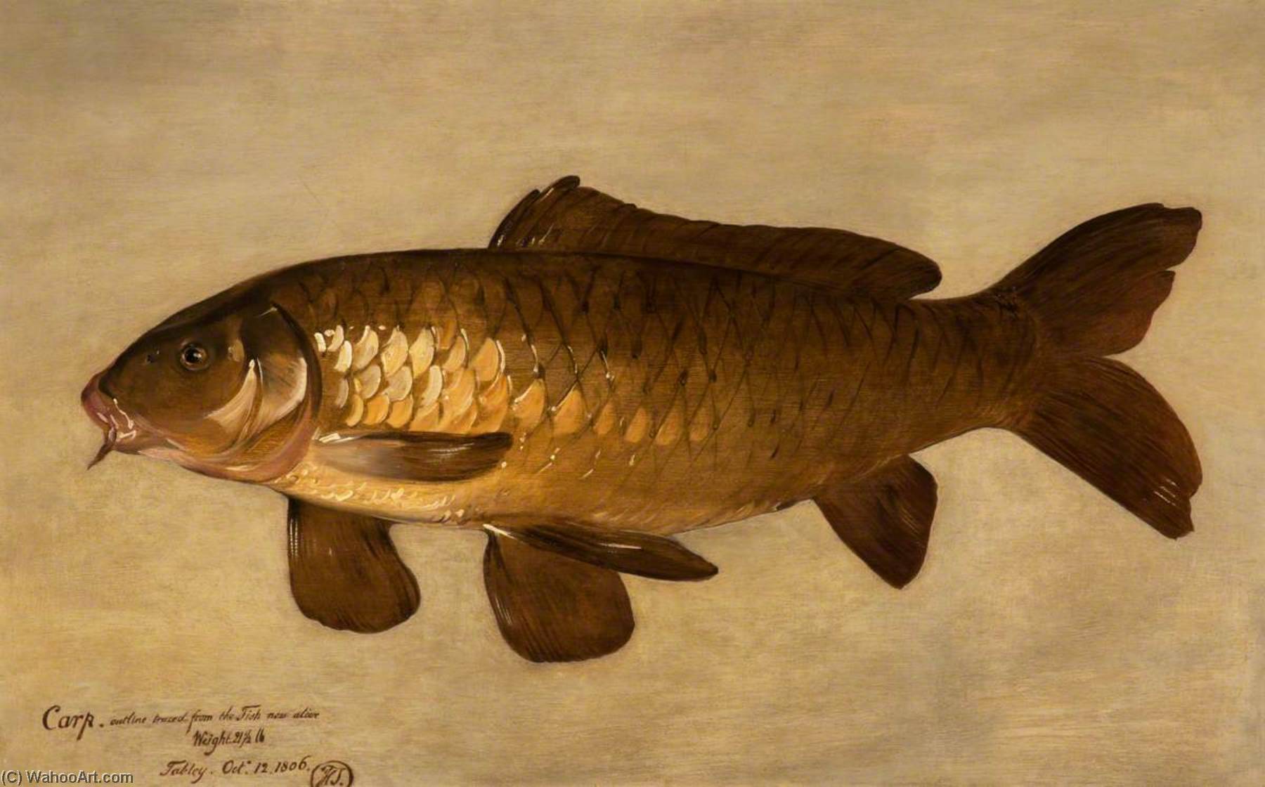 Carp — Henry Thomson