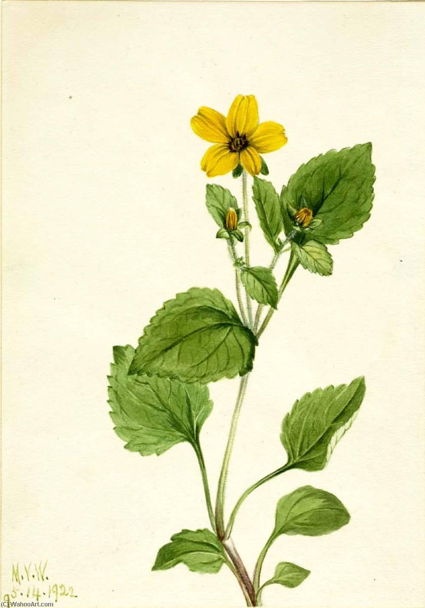 Golden Star (chrysogonum Virginianum) — Mary Vaux Walcott