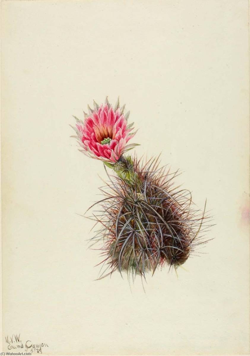 Cucumber Cactus — Мэри Вокс Уолкотт