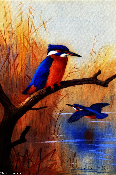 A Pair Of Kingfishers — Archibald Thorburn