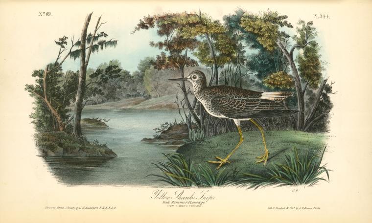 Yellow Shank Tatler. Male, Summer Plumage — John James Audubon