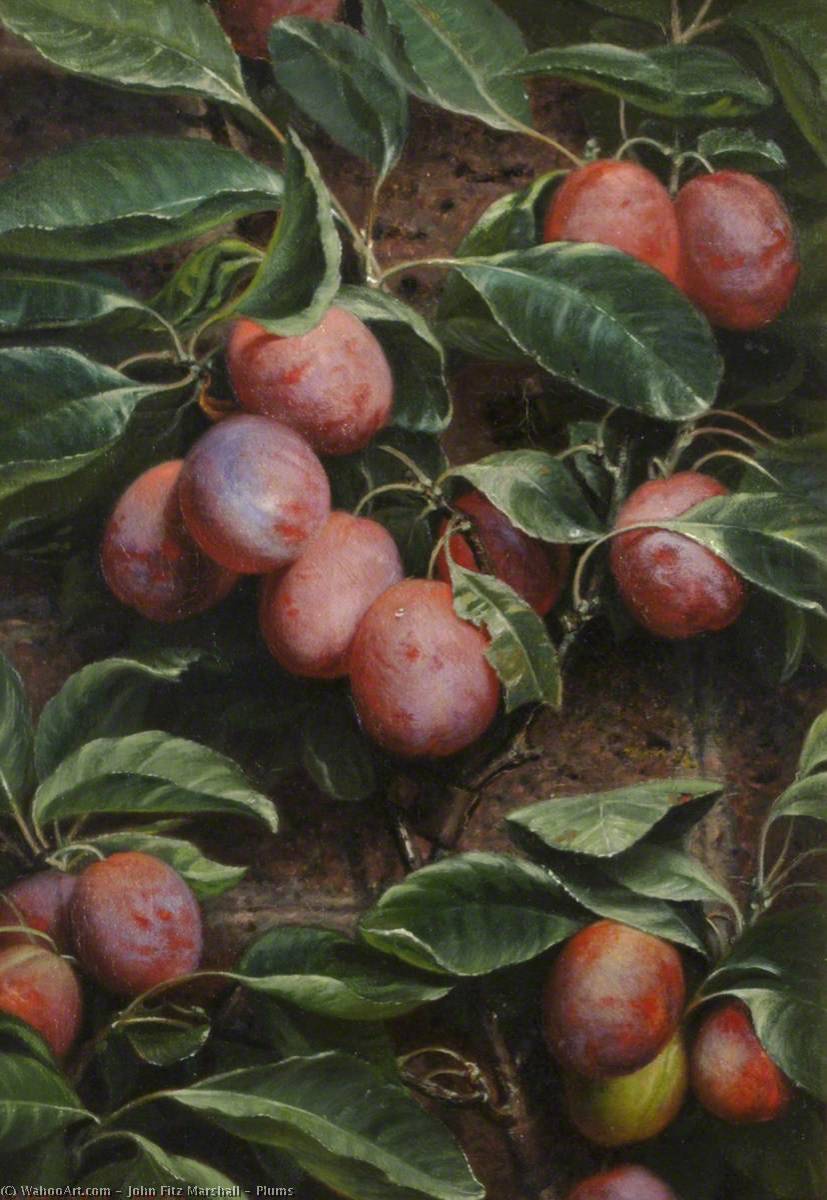 Plums — John Fitz Marshall