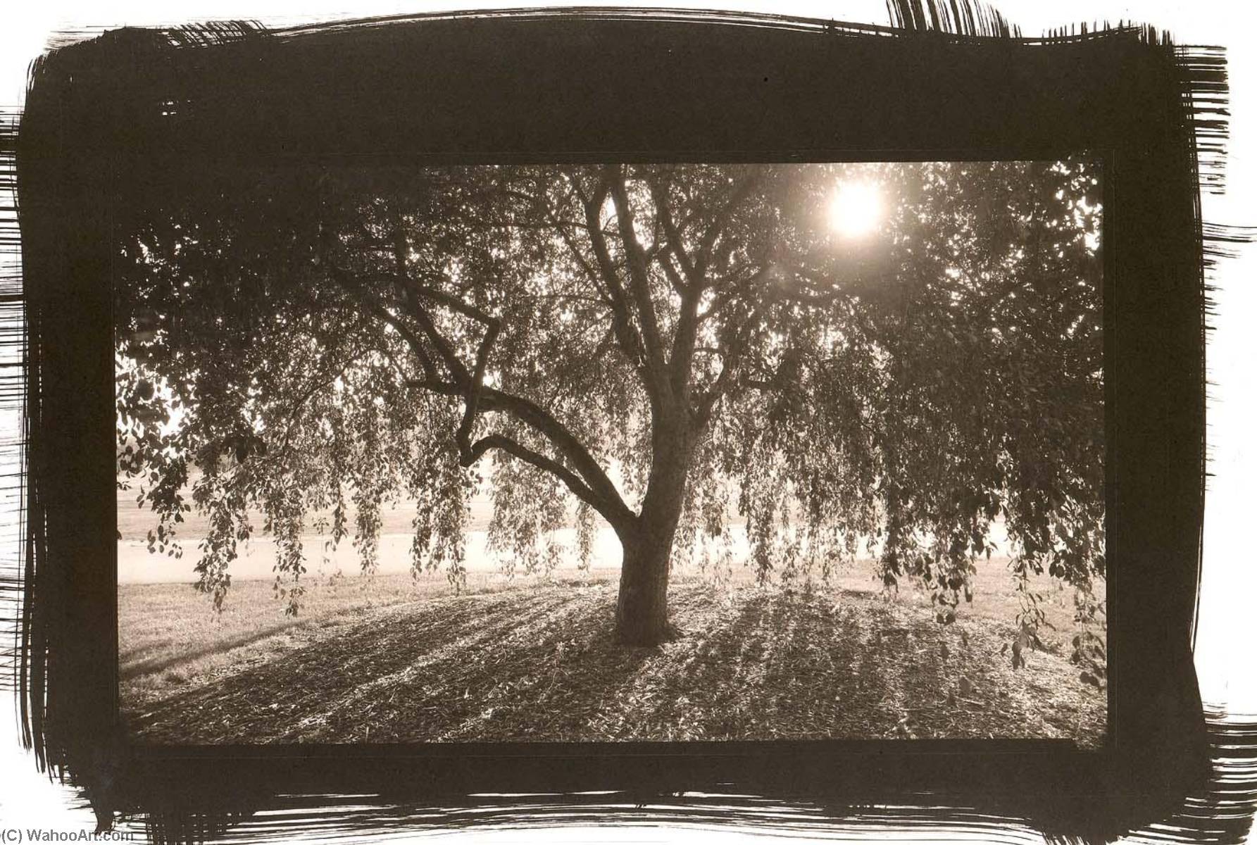 Weeping Crab Apple, Bernheim, Kentucky — Dick Arentz
