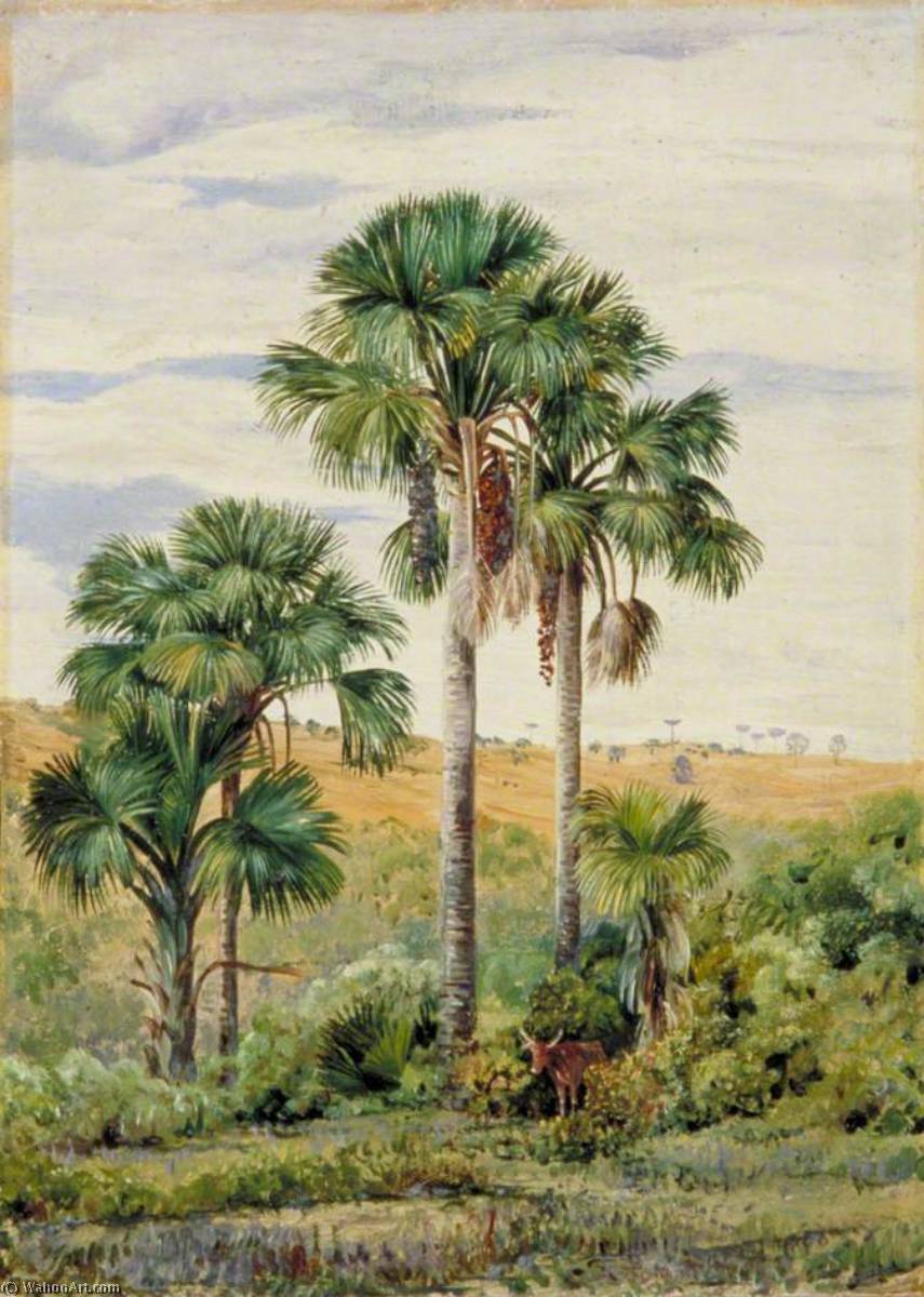 Buriti Palms With Old Araucaria Trees On The Distant Ridge, Brazil — Marianne North