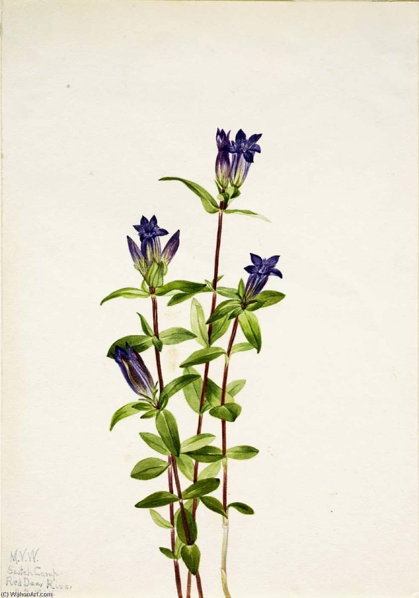 Riverbank Gentian (gentiana Affinis) — Mary Vaux Walcott