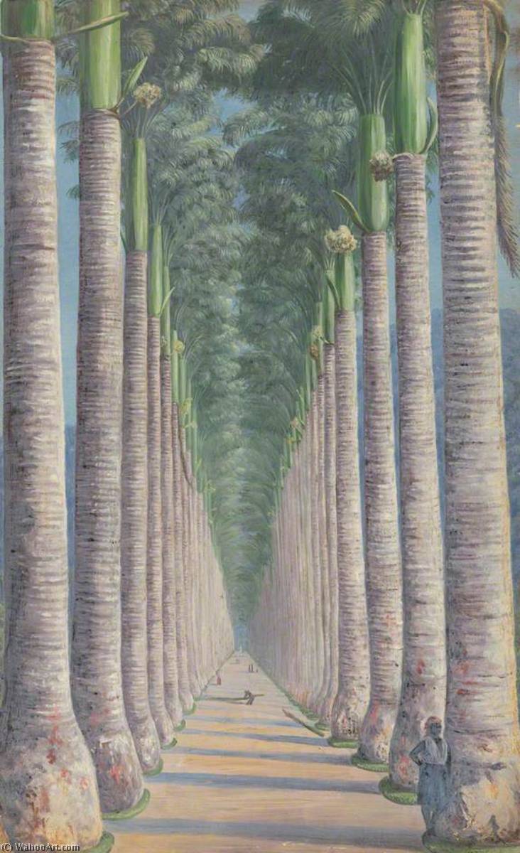 Avenida De Palmeras Reales — Marianne North