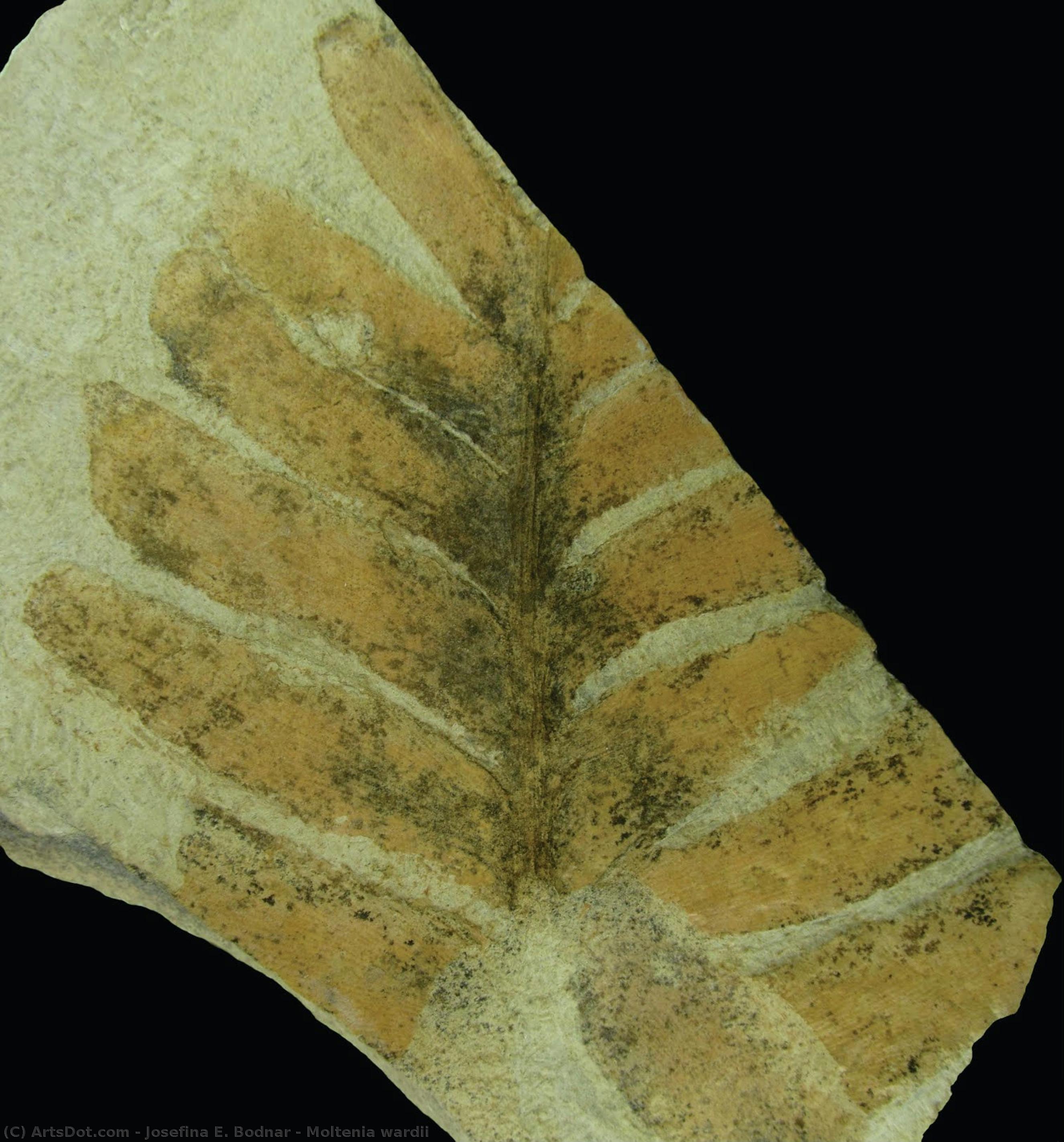 Moltenia Wardii — Josefina E. Bodnar