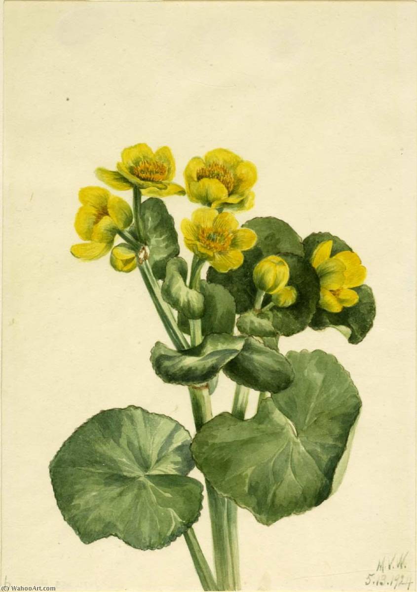 Marsh Marigold (caltha Palustris) — Mary Vaux Walcott