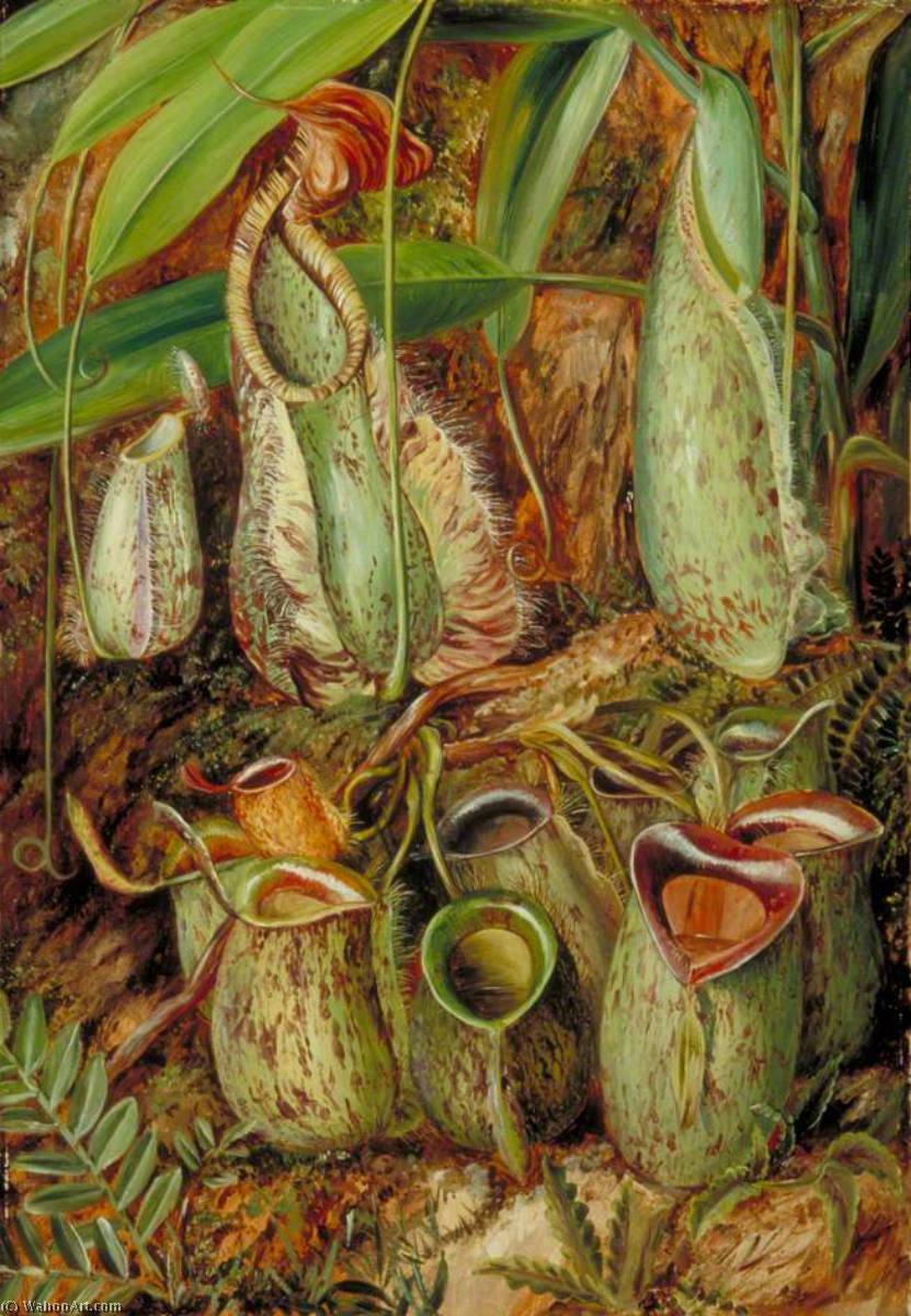 Other Species Of Pitcher Plants From Sarawak, Borneo — Marianne North
