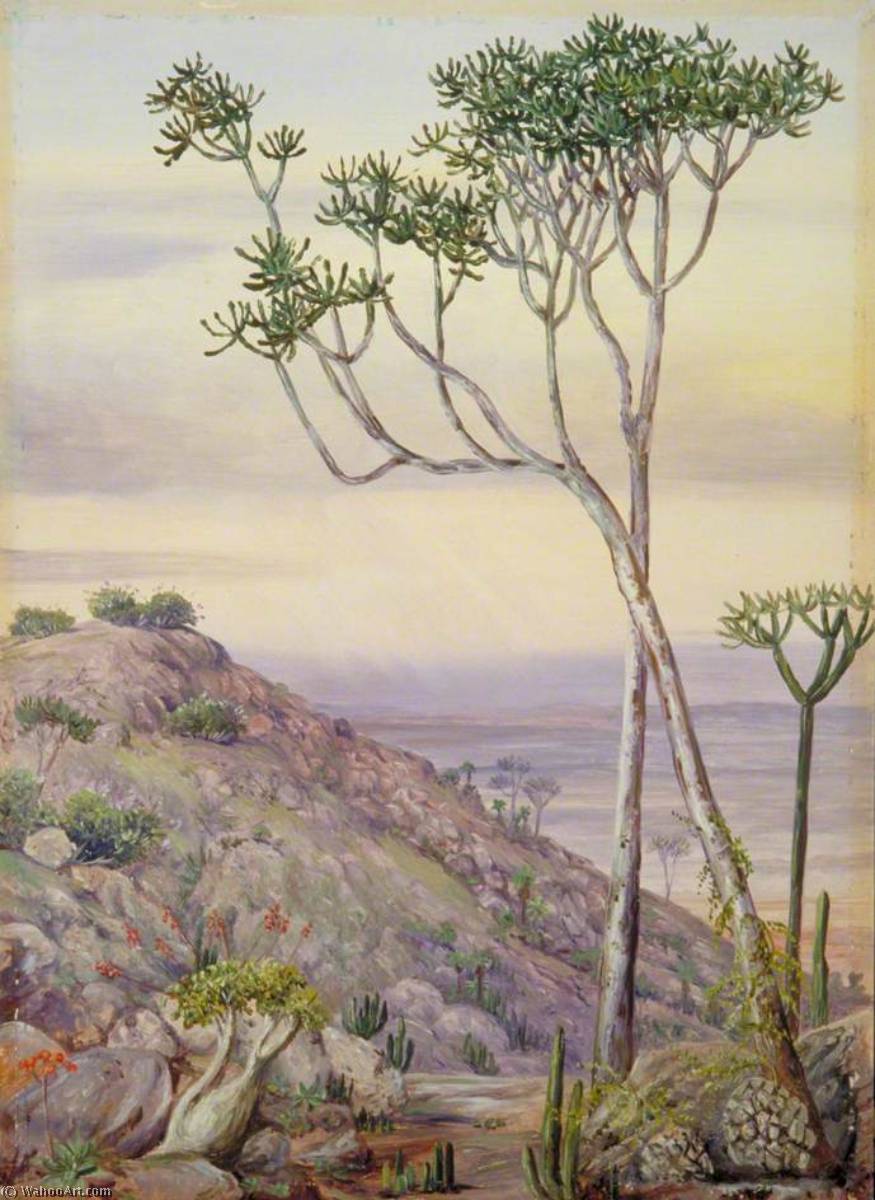 Vegetación En Las Colinas Cerca De Grahamstown — Marianne North