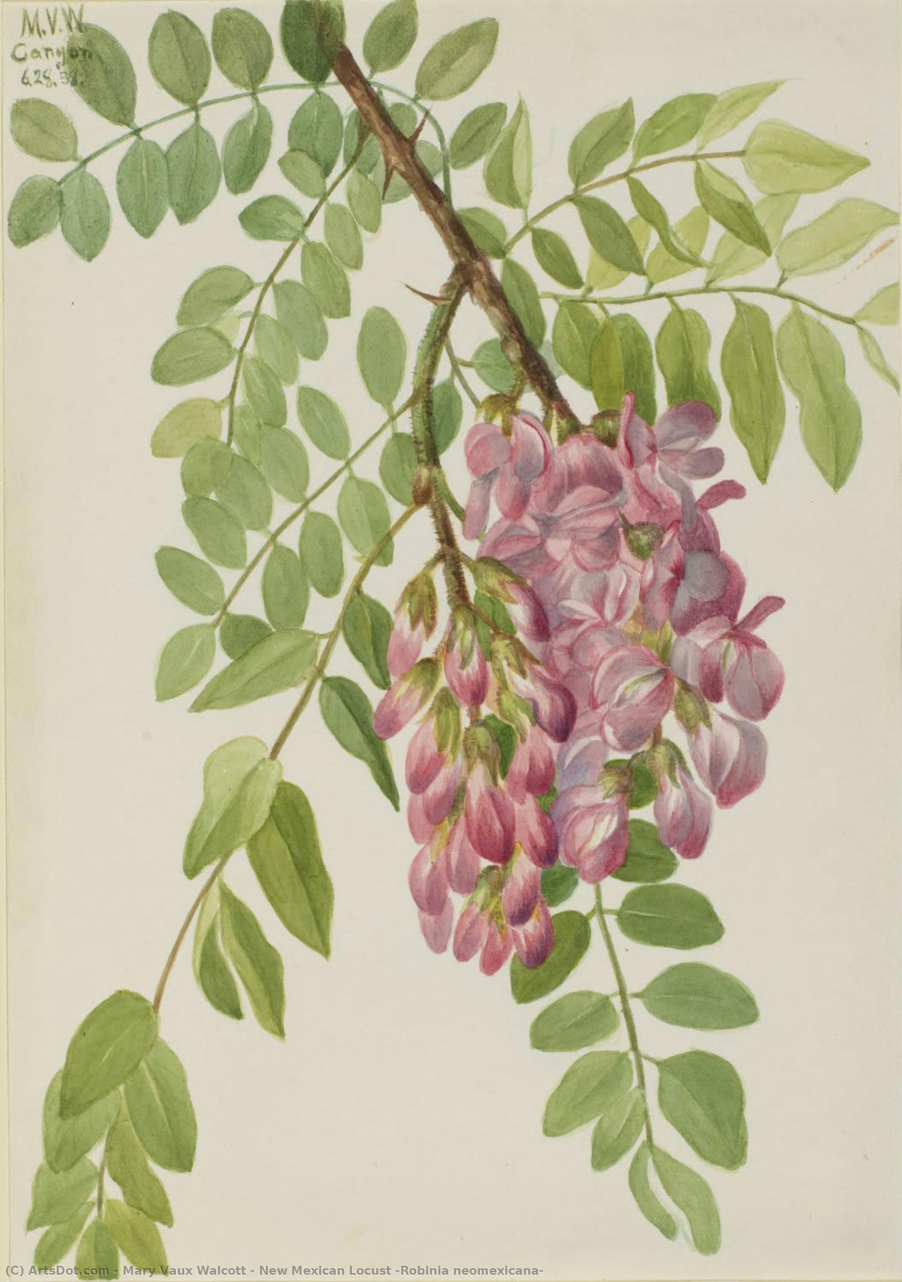 New Mexican Locust (robinia Neomexicana) — Мери Вокс Волкотт