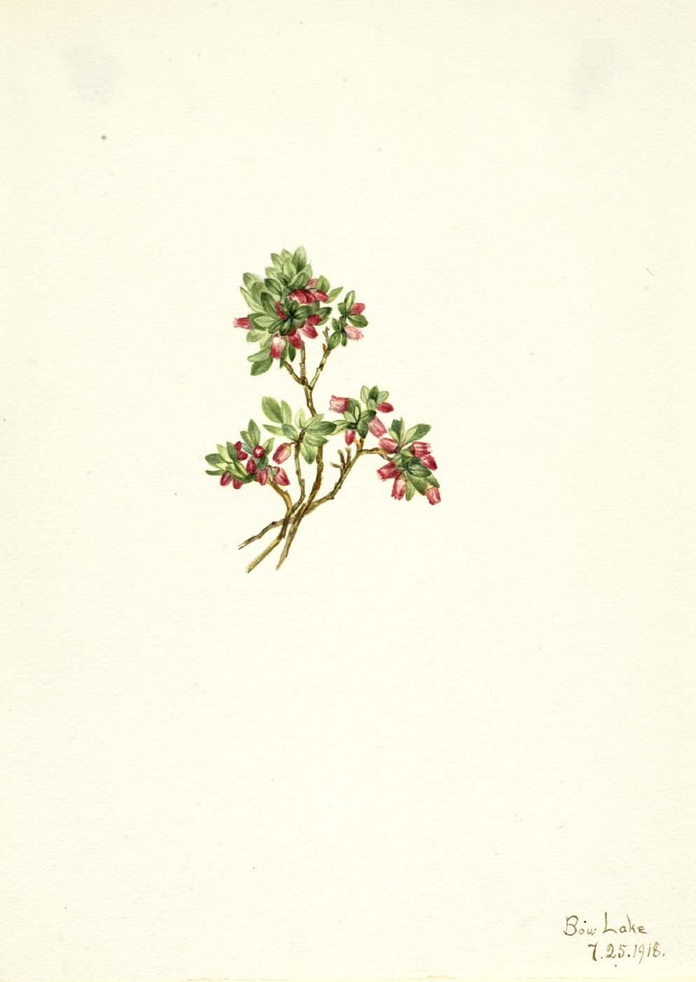 Low Whortleberry (vaccinium Caespitosum) — Mary Vaux Walcott