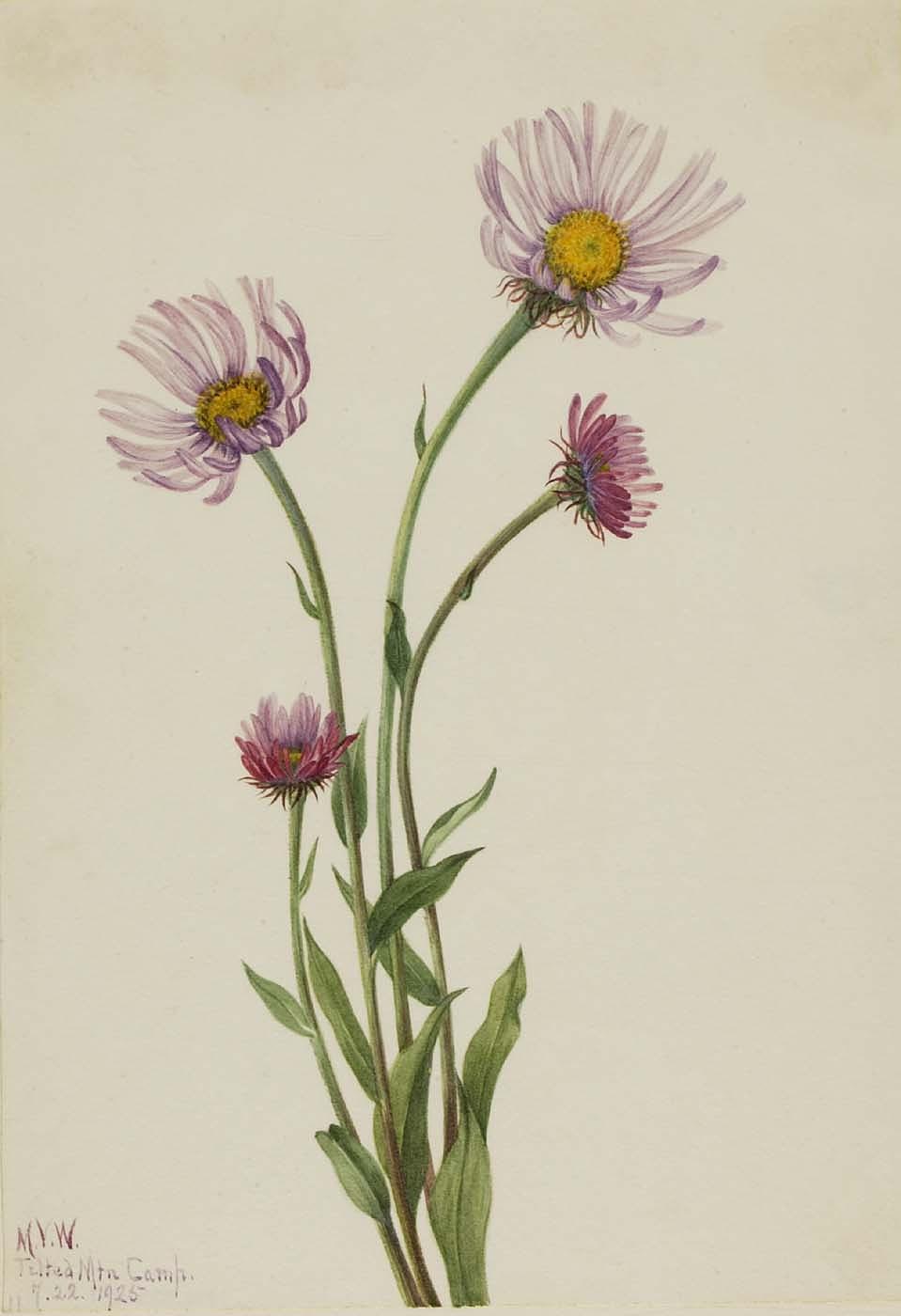 Alaska Fleabane (erigeron Salsuginosus) — Mary Morris Vaux Walcott