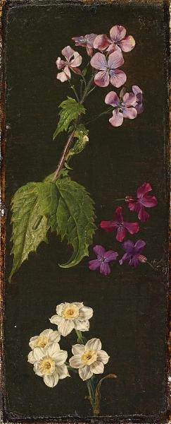 Flowers Study Of Daffodils, Violets And Meadowfoam — Johann Wilhelm Preyer