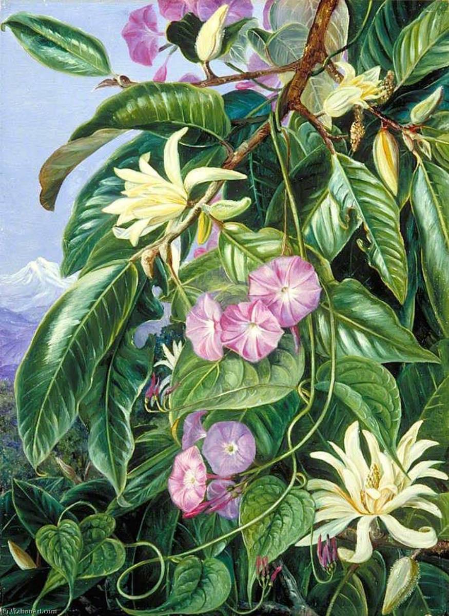 Michelia And Climber Of Darjeeling, India — Marianne North
