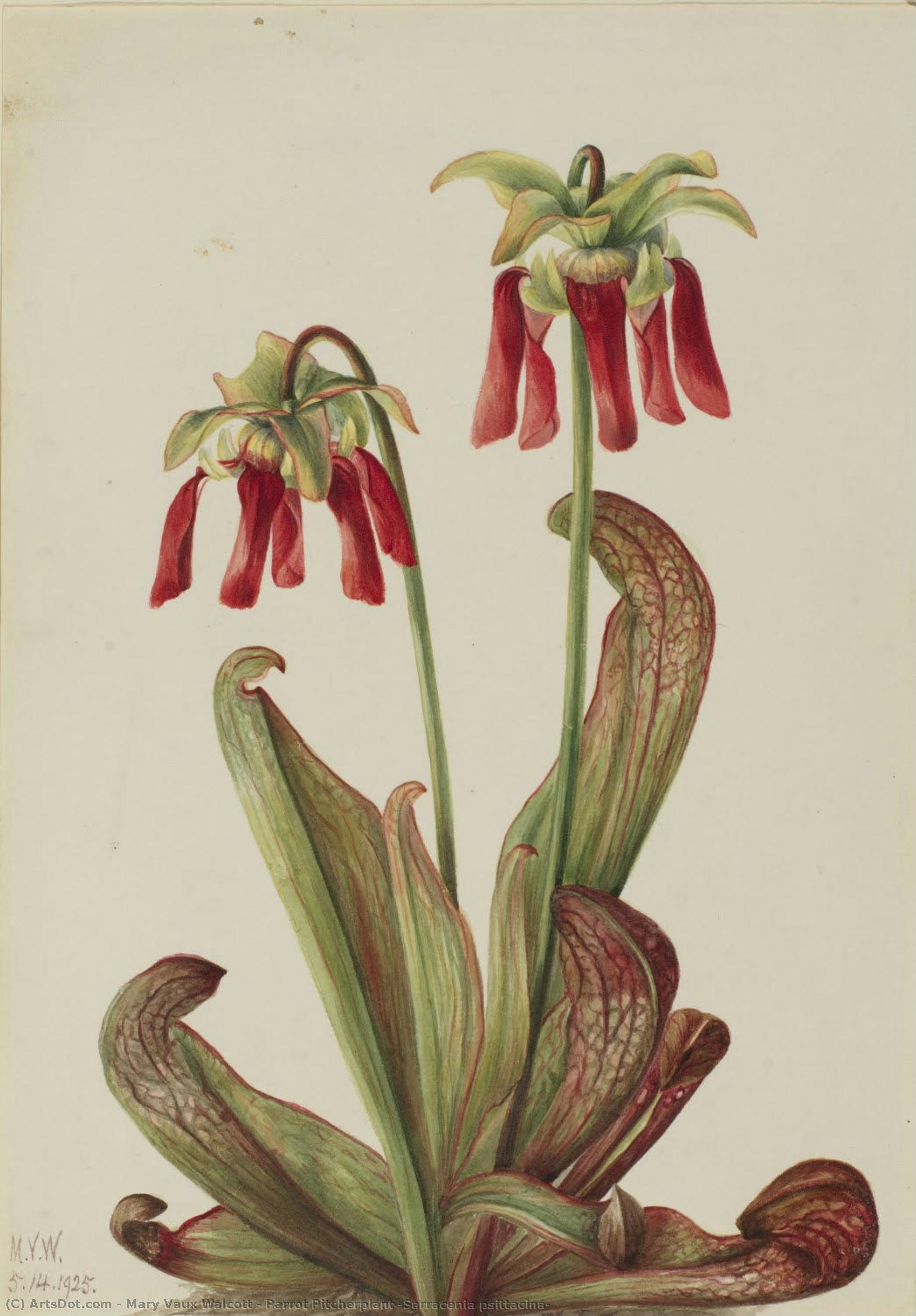 Parrot Pitcherplant (sarracenia Psittacina) — Mary Vaux Walcott