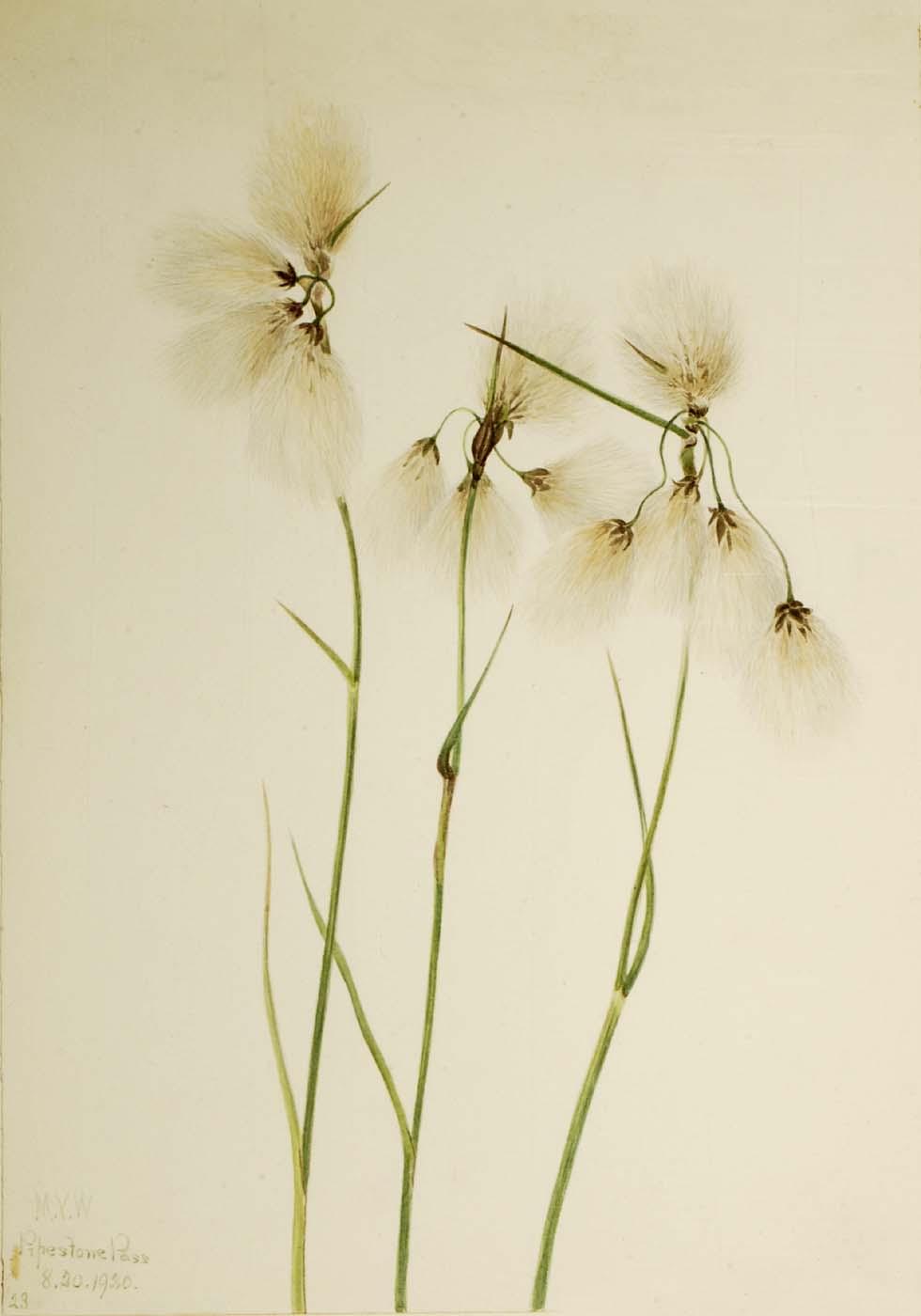 Tassel Cottongrass (eriophorum Angustifolium) — Mary Vaux Walcott