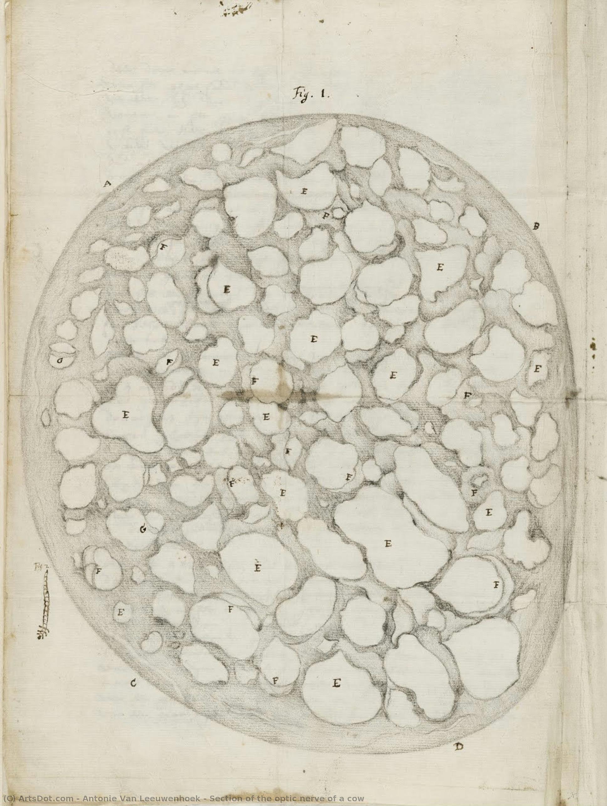 Section Of The Optic Nerve Of A Cow — Antonie Van Leeuwenhoek