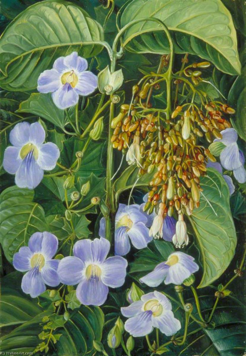 Trepadora De Flores Azules Y Una Planta Común De Pantano De Sarawak, Borneo — Marianne North