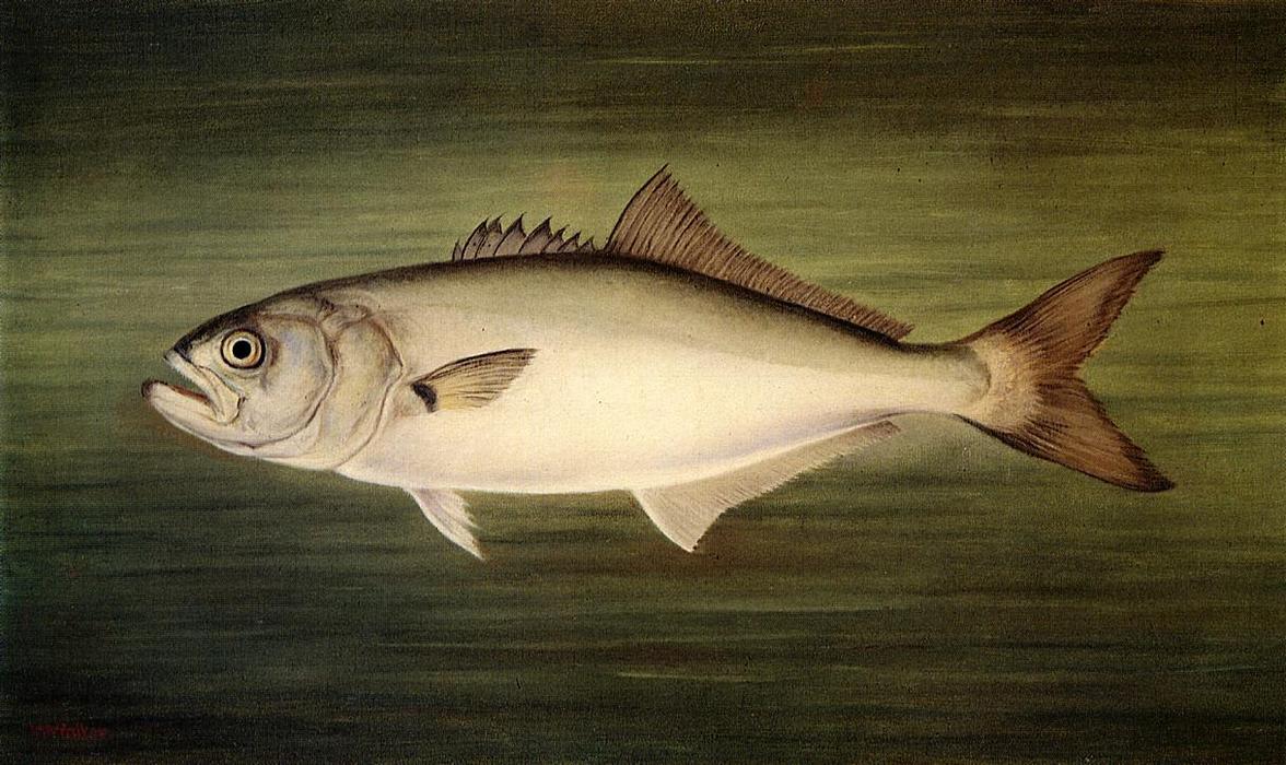 Blue Fish — ウィリアム・エイキン・ウォーカー