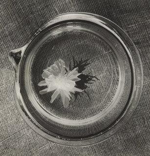 Japanese Flower, Bauhaus, Berlin — Horacio Coppola