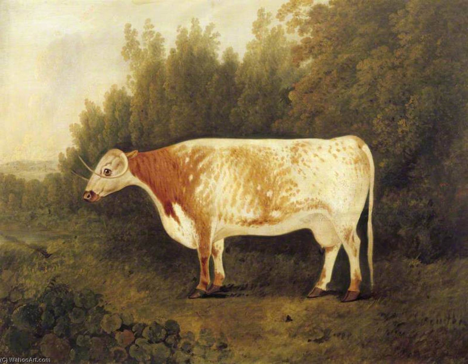 'spotted Nancy' A Cow — John Boultbee