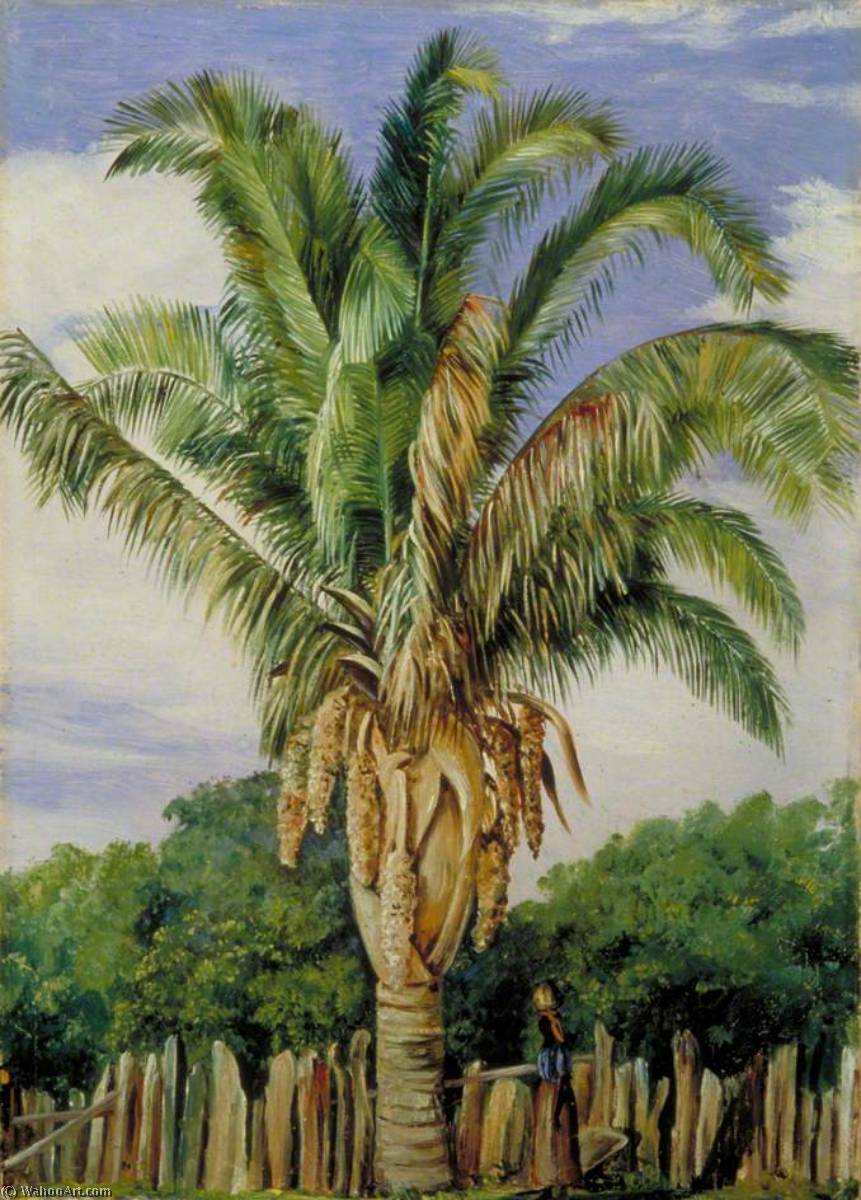 Indian Palm At Sette, Lagoa, Brazil — Marianne North