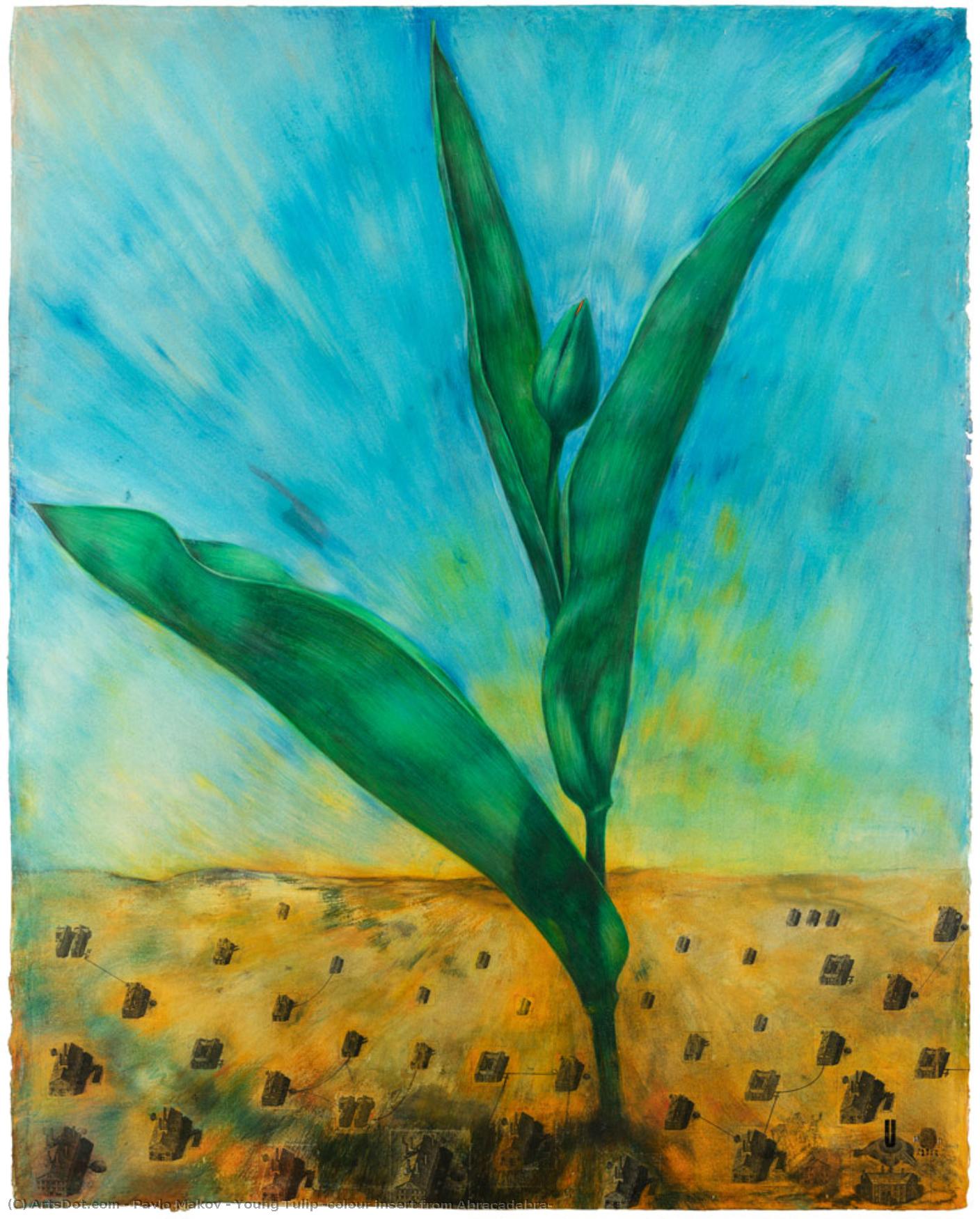 Young Tulip (colour Insert From Abracadabra) — Pavlo Makov