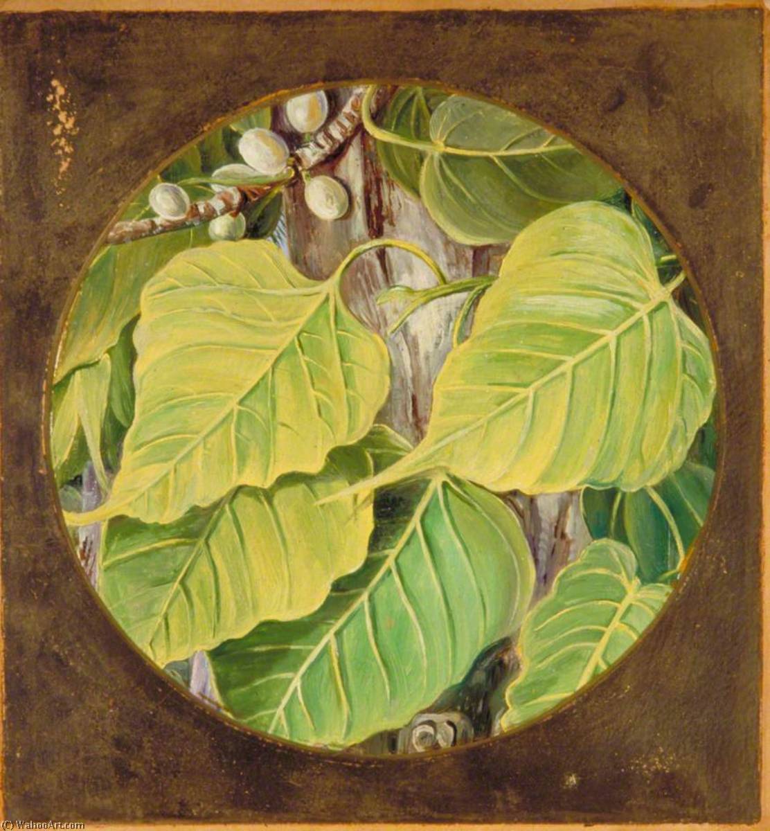Peepul Or Bo — Marianne North
